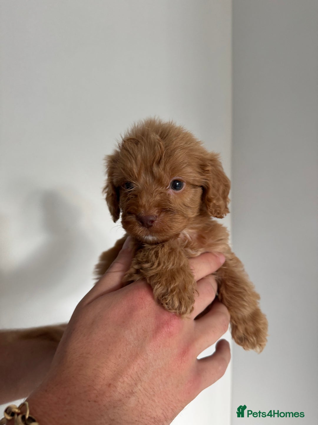 Cockapoo dogs for sale: cockapoo puppies  - Image 15