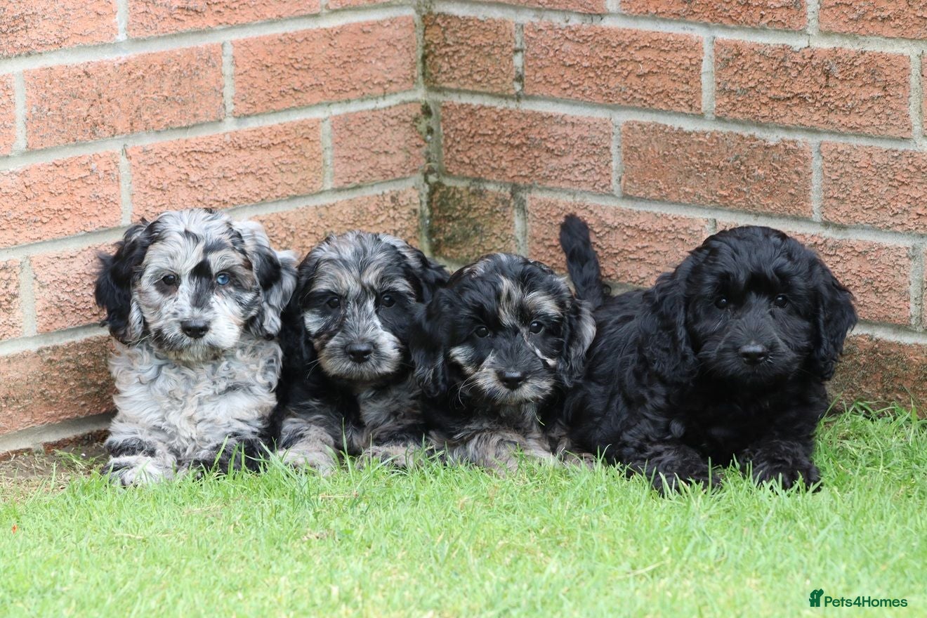 Cockapoo dogs F1 COCKAPOO PUPPIES FOR SALE - Advert 1