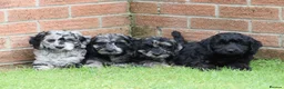 Cockapoo dogs for sale: F1 COCKAPOO PUPPIES FOR SALE - Advert 1