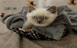 British Shorthair cats for sale: ⭐GCCF CHAMPION LINES BSH KITTENS  in Grimsby - Image 2
