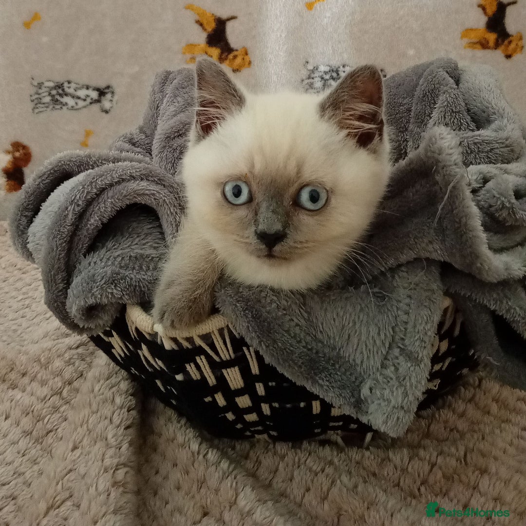 British Shorthair cats for sale: ⭐GCCF CHAMPION LINES BSH KITTENS  in Grimsby - Image 2