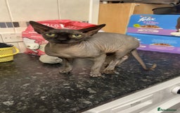 Sphynx cats for sale: Canadian Sphyx kittens - Image 11