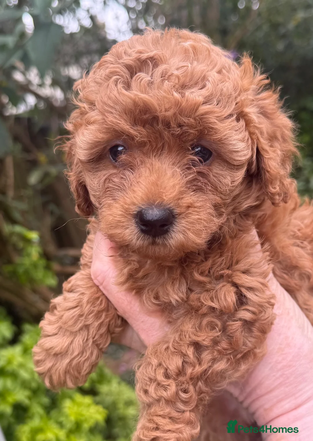 Cavapoo dogs for stud: Cavapoo Stud Dog. All K.C.heritage 5*Council reg’d - Advert 2