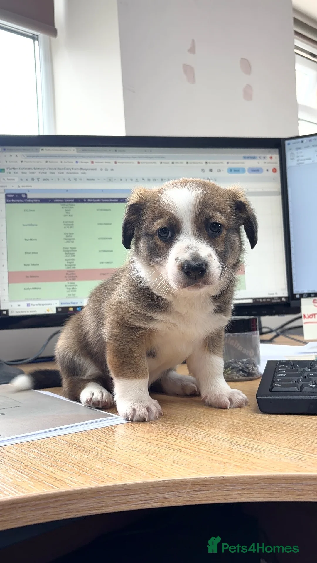 Mixed Breed dogs for sale: Corgi x Collie in Bangor - Advert 2