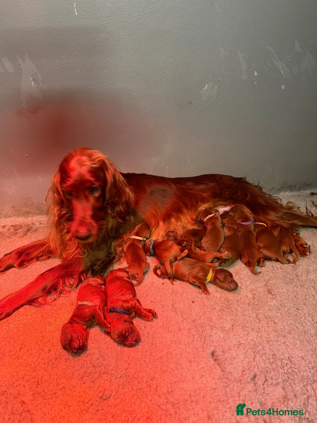 Irish Setter dogs for sale: Gorgeous Irish Setter Pups - Boys available KC - Advert 15