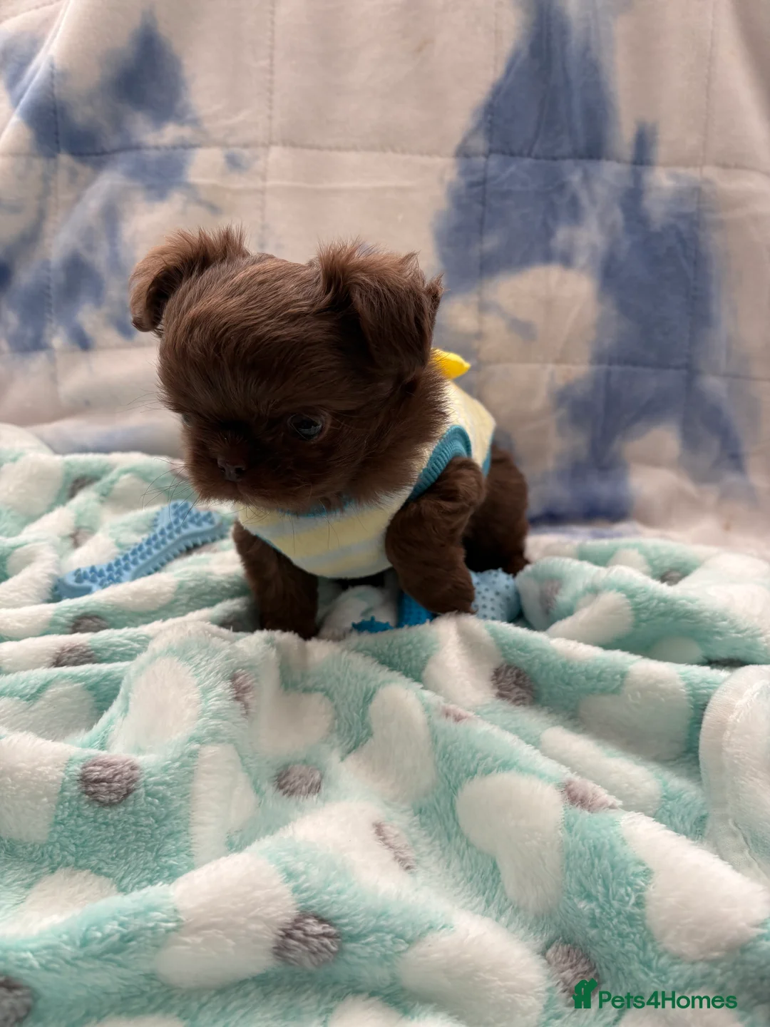 Chihuahua dogs for sale: Russian long-haired Chihuahua - Advert 13