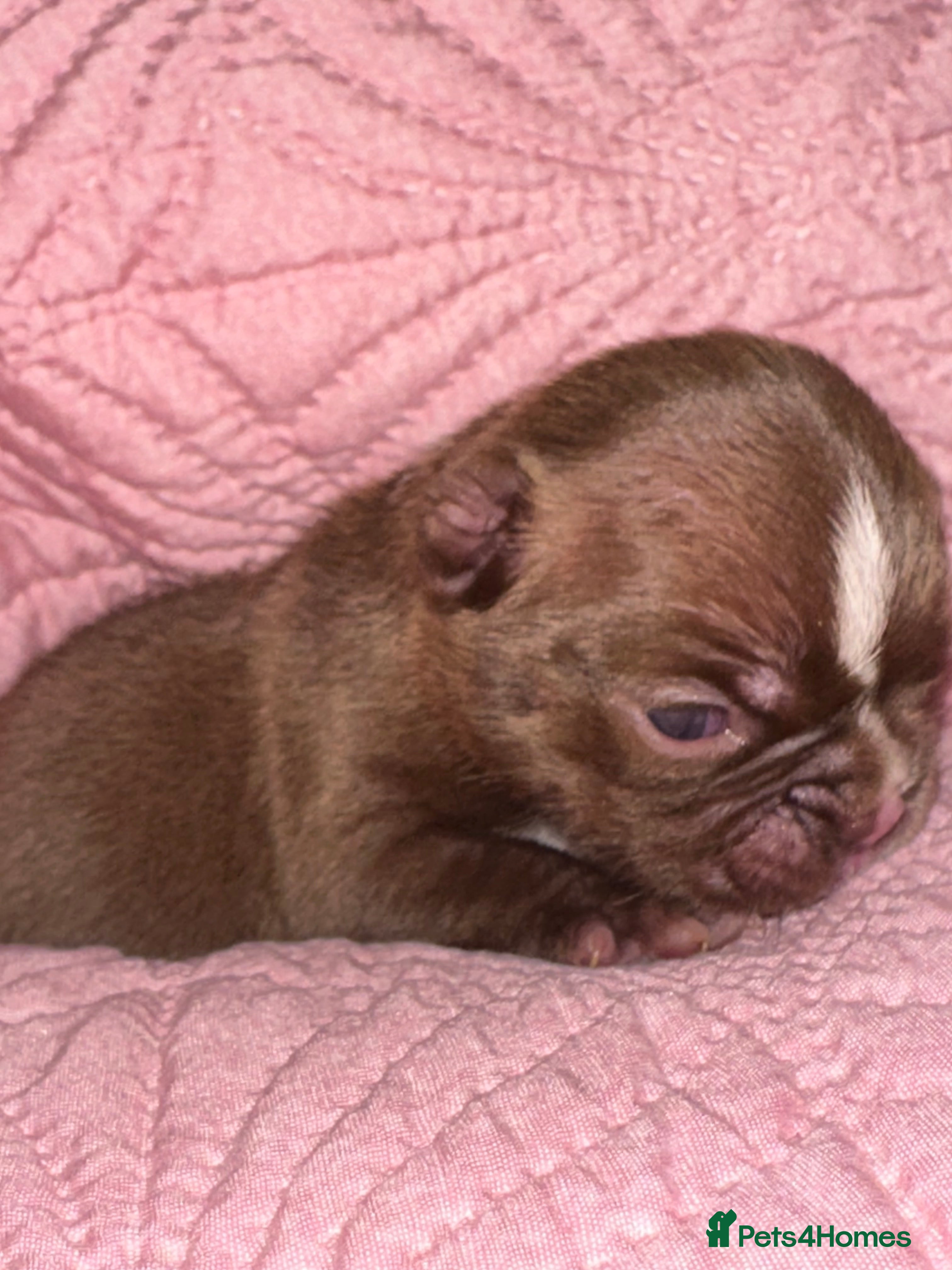 Boston Terrier dogs Boston Terrier pups  - Advert 2