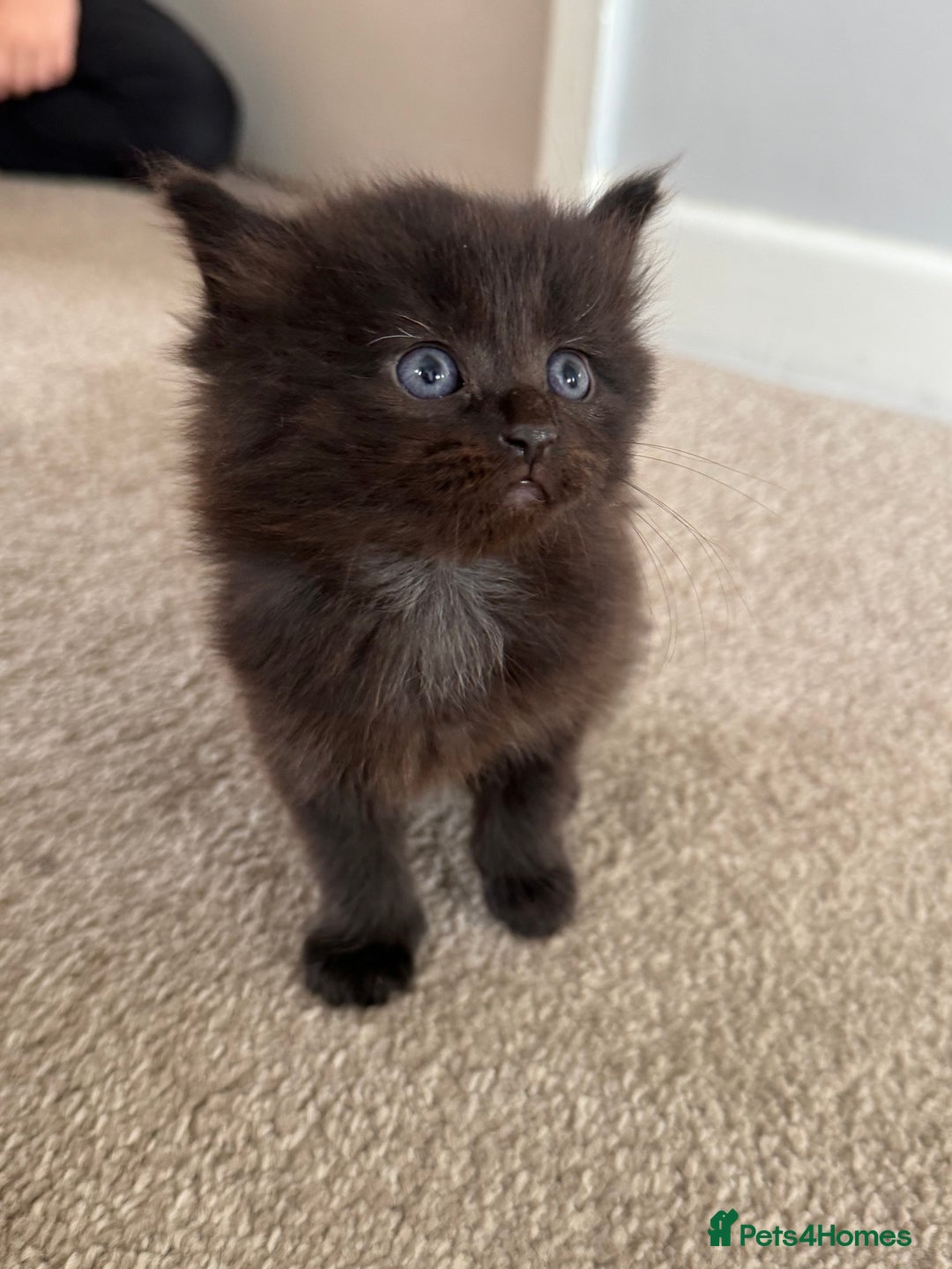 Mixed Breed cats for sale: 3 beautiful Norwegian forest x kittens boy SOLD!! - Image 7