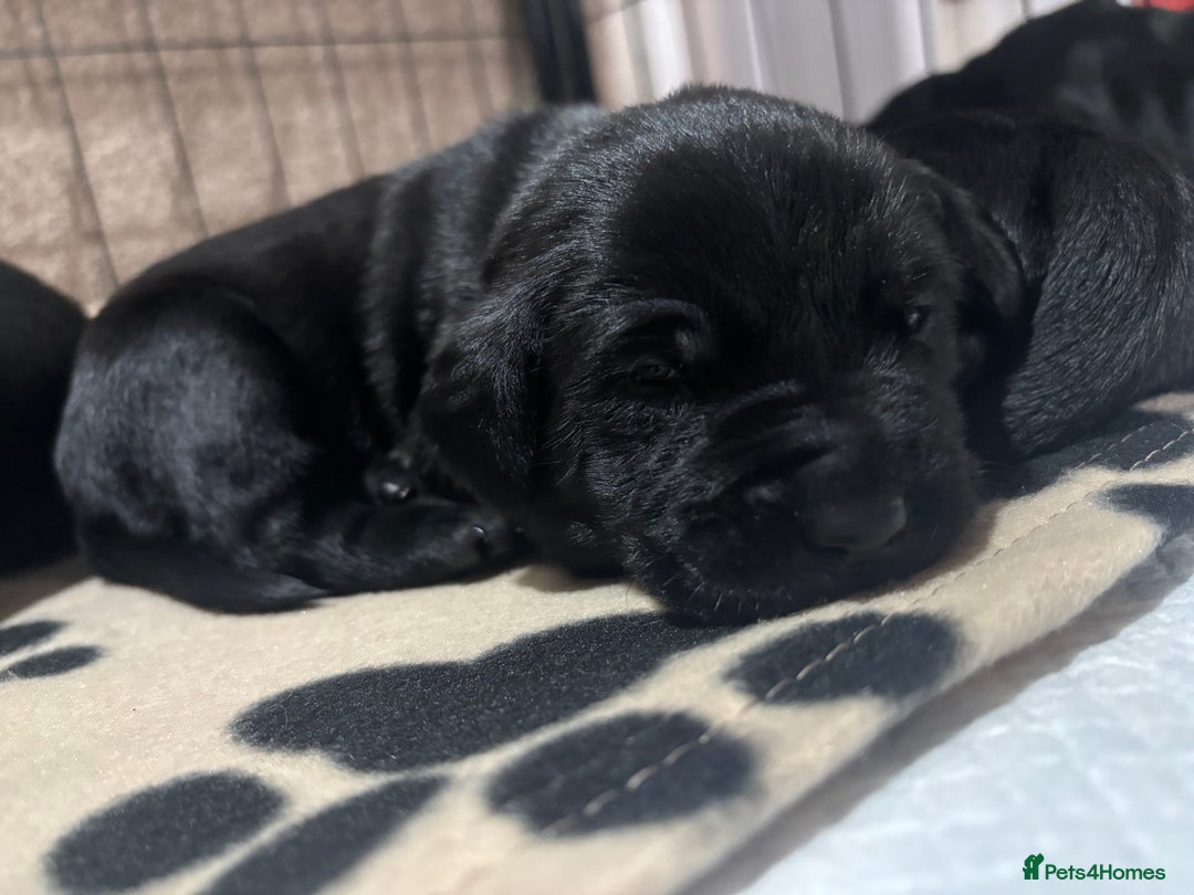 Goldador dogs for sale: Beautiful chunky goldador puppies  - Image 13
