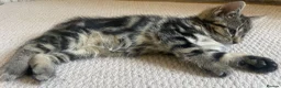 Mixed Breed cats for sale: Kittens looking for a new home 🐱 - Advert 5