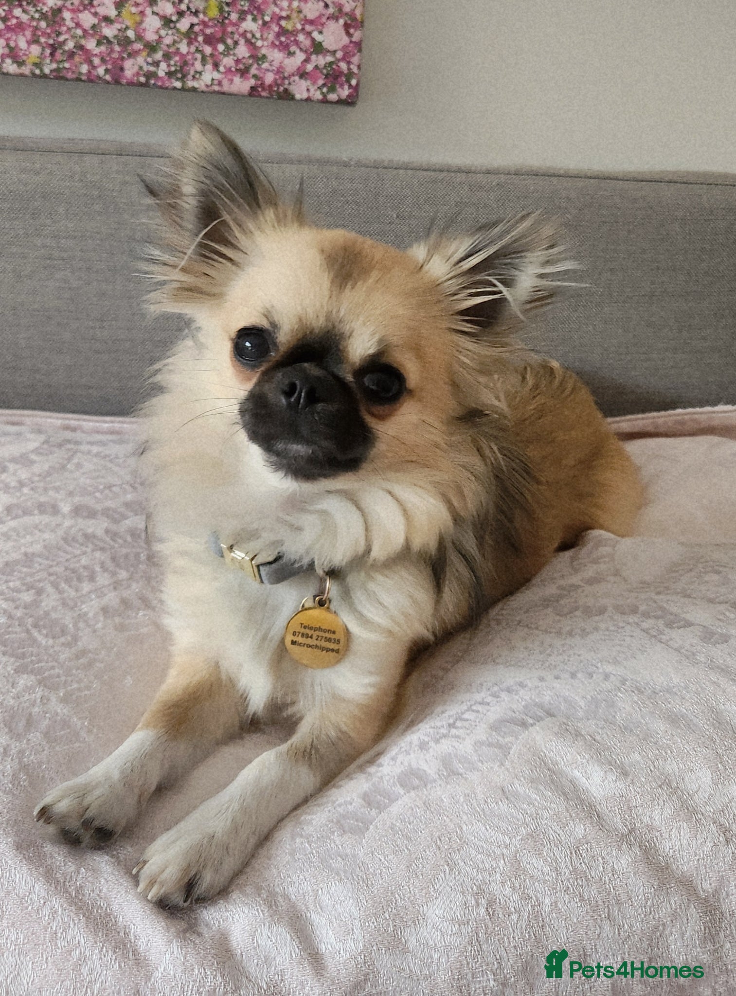 Chihuahua dogs Gorgeous Benny - Advert 2