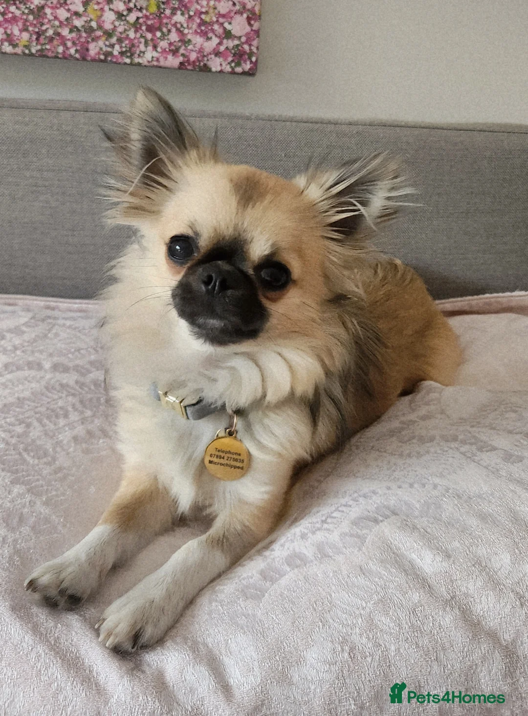 Chihuahua dogs for stud: Gorgeous Benny in Poole - Advert 1