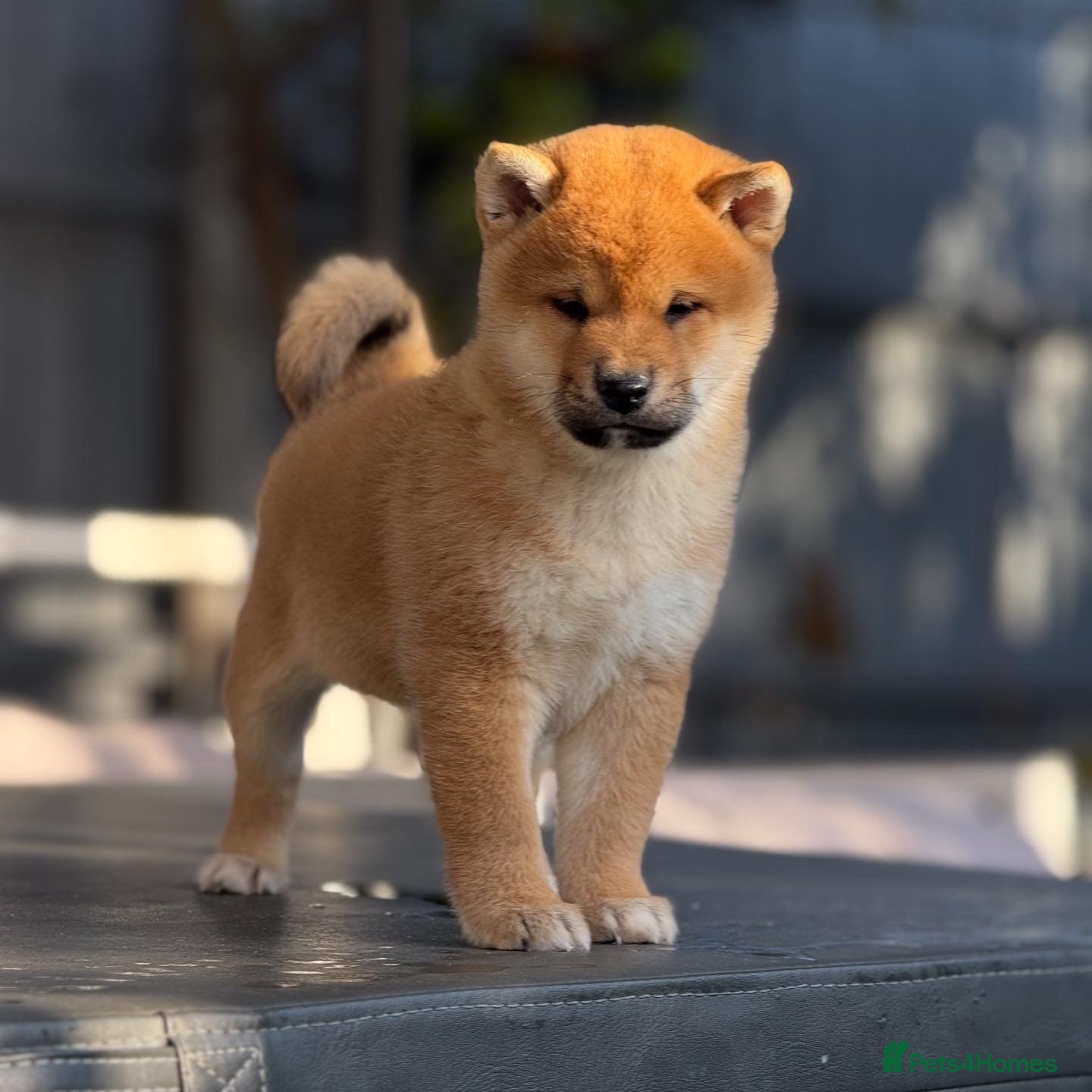 Japanese Shiba Inu dogs KC registered Clear DNA red Shiba Inu male puppy  - Advert 3