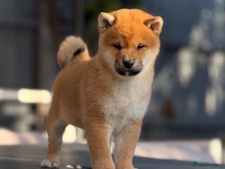 Japanese Shiba Inu dogs KC registered Clear DNA red Shiba Inu male puppy - Advert 3