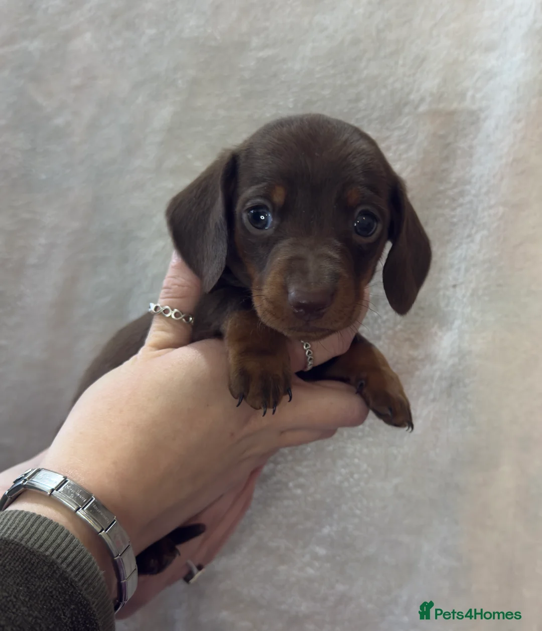 Dachshund dogs for sale: Kennel Club Registered & Health Tested - Advert 6