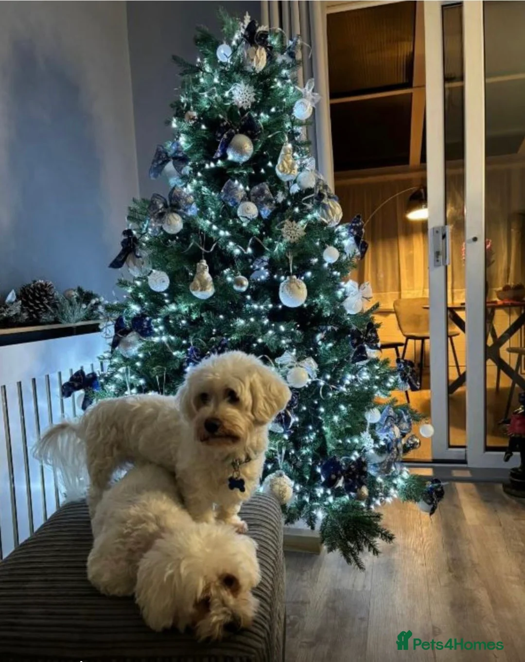 Maltese dogs for sale: Maltese  in Paignton - Advert 1