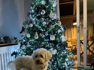 Maltese dogs Maltese - Advert 1