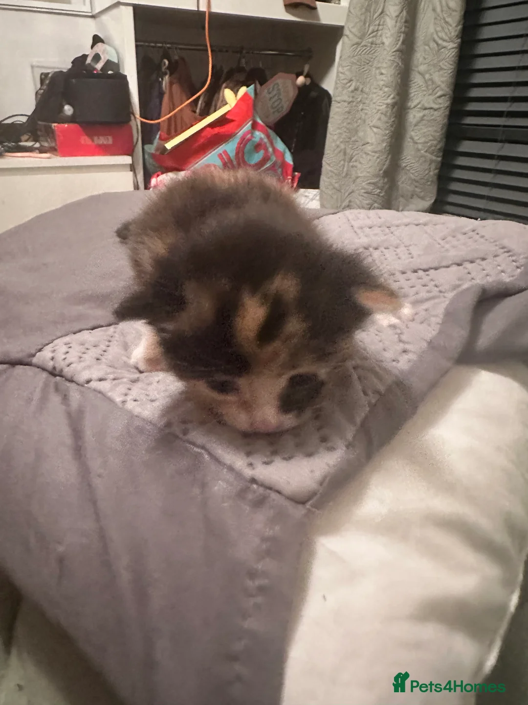 Mixed Breed cats for sale: Kittens for sale - Advert 3