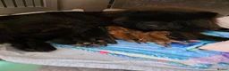 Chow Chow dogs for sale: Chow chow pups - Advert 9