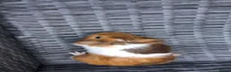 Guinea Pig rodents for sale: Baby boy guinea pigs ready to leave  - Advert 6