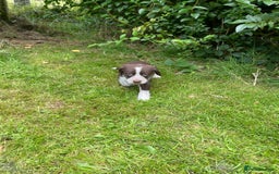 Mixed Breed dogs for sale: Sprollie puppies ❤️ - Image 15