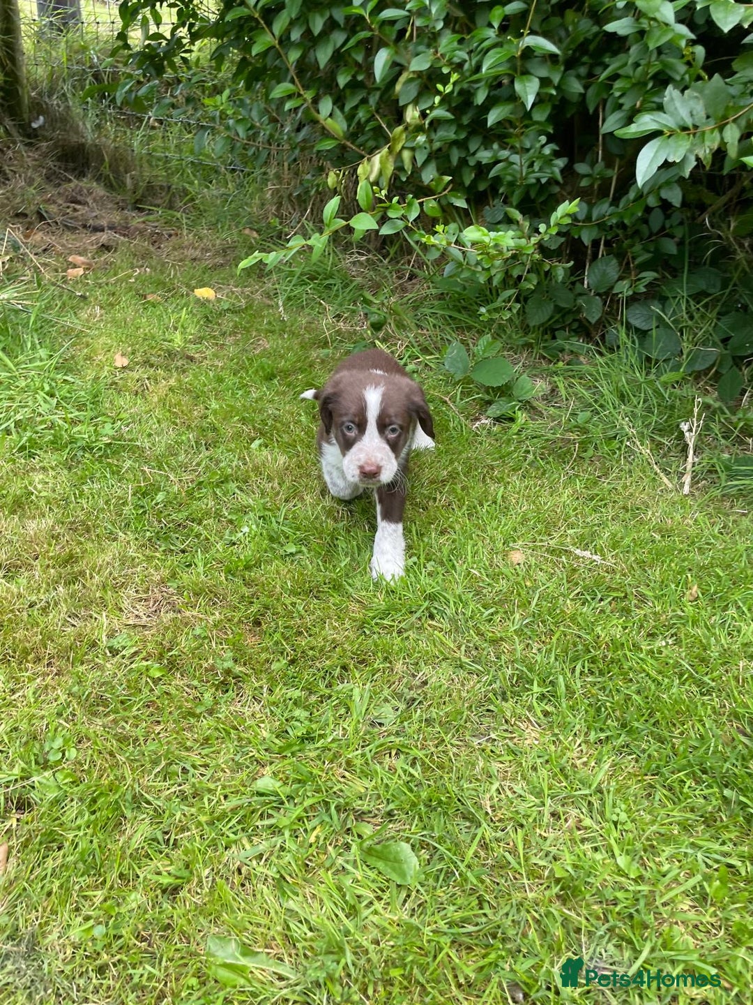 Mixed Breed dogs for sale: Sprollie puppies ❤️ - Image 15