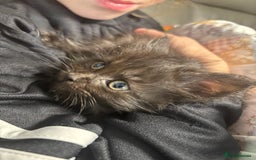 Maine Coon cats for sale: Loveliest, fluffy Maine coon X ragdoll kittens - Image 9