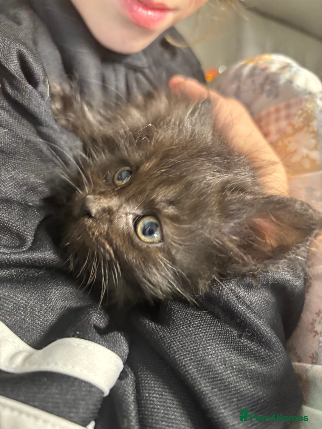 Maine Coon cats for sale: Loveliest, fluffy Maine coon X ragdoll kittens - Image 9
