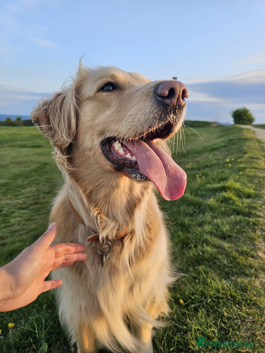 Golden Retriever dogs for sale: Golden Retriever Puppies for Sale - Advert 1