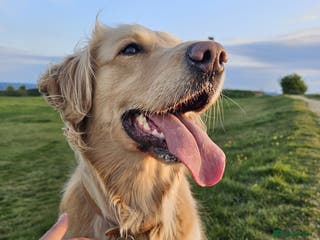 Golden Retriever dogs Golden Retriever Puppies for Sale - Advert 9
