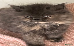 Ragdoll cats for sale: Stunning Ragdoll x Persian kittens.  - Image 11