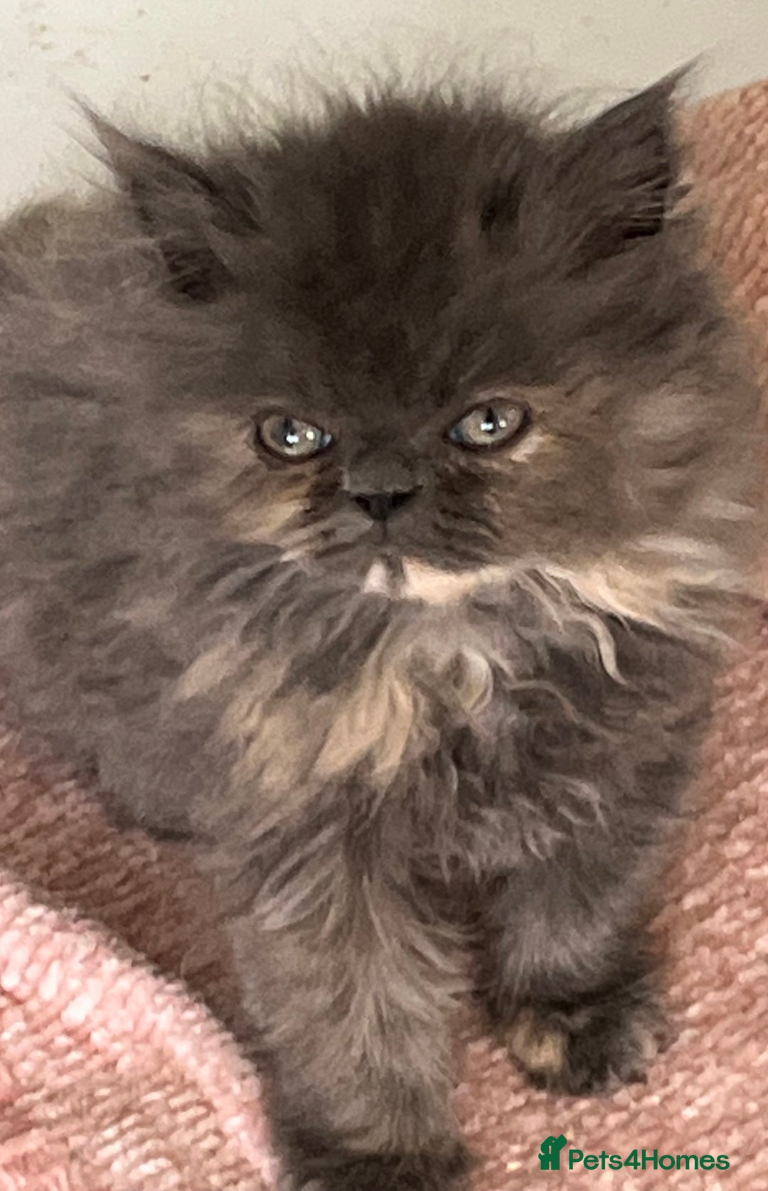Ragdoll cats for sale: Stunning Ragdoll x Persian kittens.  - Image 11