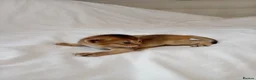 Mixed Breed cats for sale: Abyssinian X from outcross programme - Advert 16