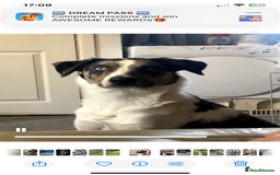 Australian Shepherd dogs for stud: Male Australian Shepard ready to stud - Image 2