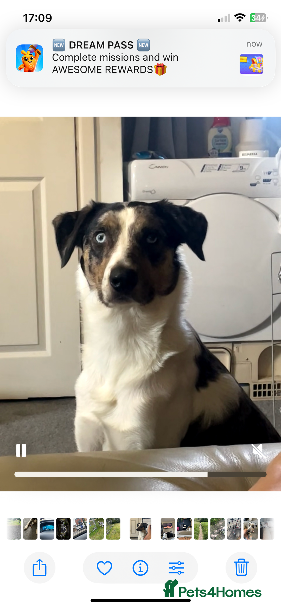 Australian Shepherd dogs for stud: Male Australian Shepard ready to stud - Image 2