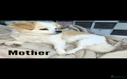 Mixed Breed dogs for sale: Beautiful shichon cross cavachon - Advert 10