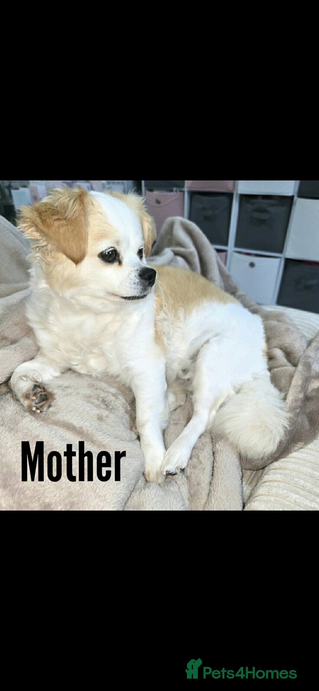 Mixed Breed dogs for sale: Beautiful shichon cross cavachon - Advert 10