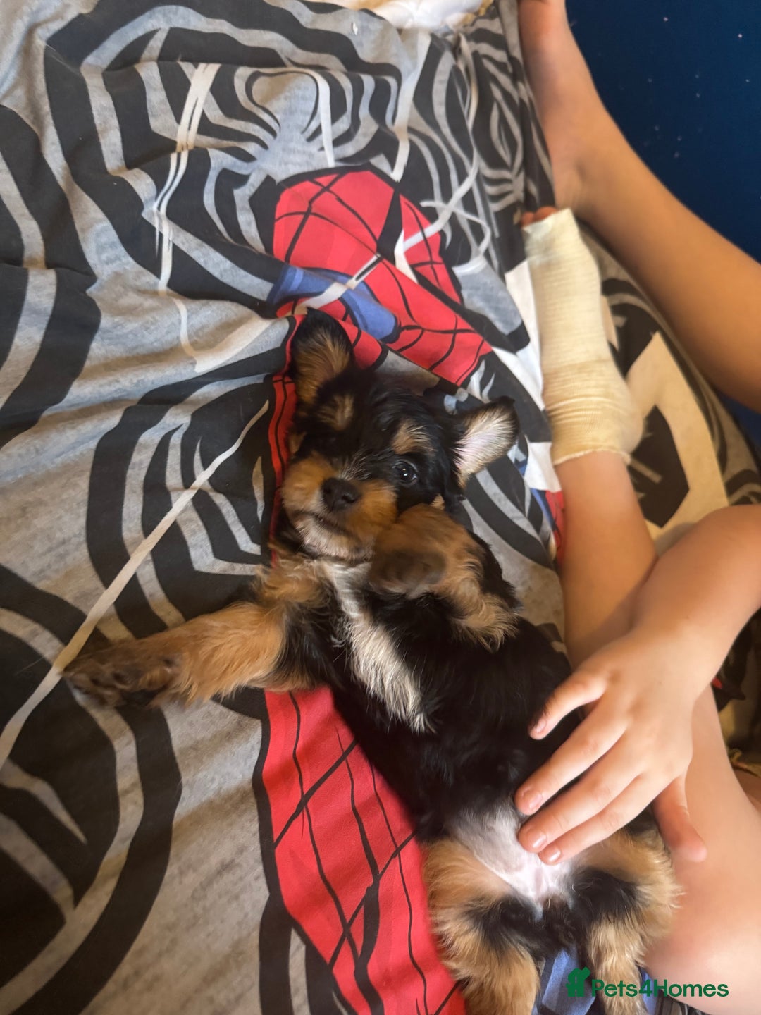 Mixed Breed dogs for sale:  Yorkshire terrier/ lhaso Apso hybrid pups - Advert 5