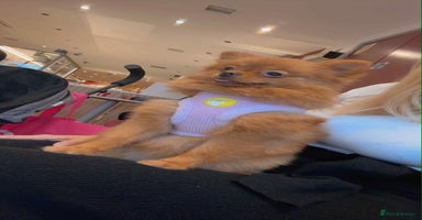 Pomeranian dogs - Advert 11