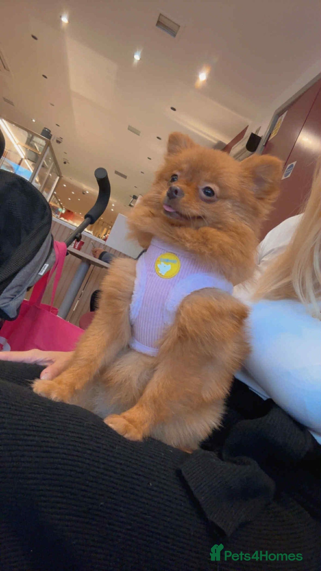 Pomeranian dogs for sale: 🐾 Adorable 7-Month-Old Pomeranian Girl – Lusy 🐾 - Image 3