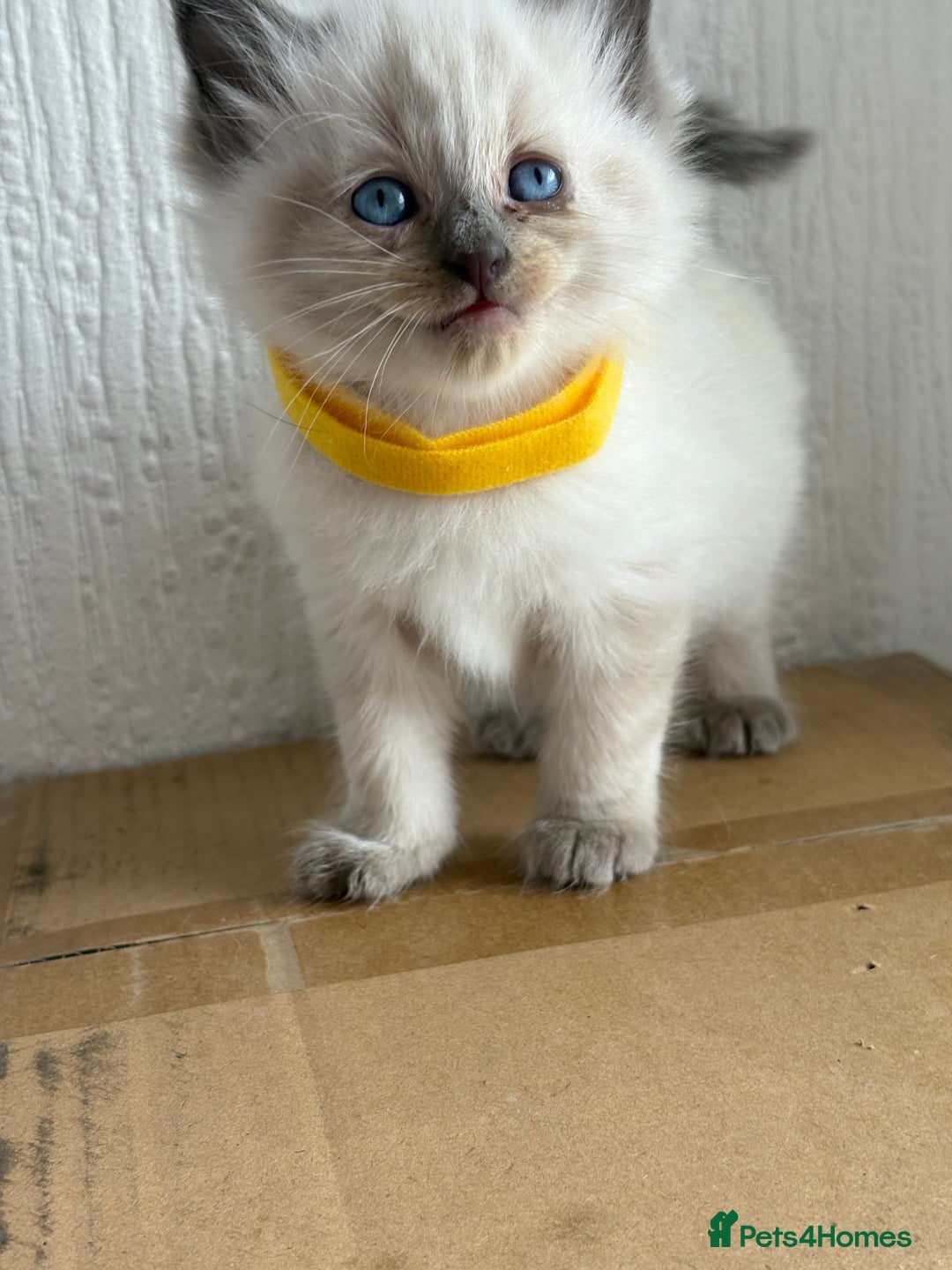 Ragdoll cats for sale: 💗 Our princess belle had 5 new kittens 💗 - Image 8