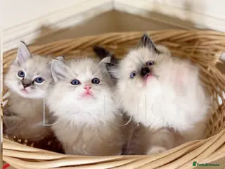 Ragdoll cats ✨Ragdoll Kittens Raised With Love xx - Advert 18