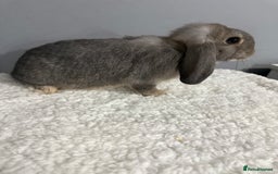 Mini Lop rabbits for sale: Mini lop - Image 17
