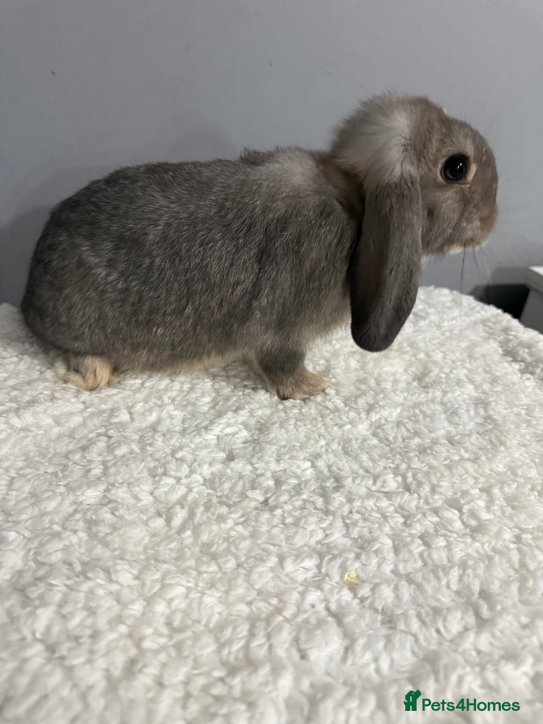 Mini Lop rabbits for sale: Mini lop - Image 17