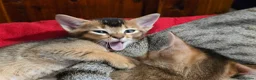 Mixed Breed cats for sale: Unique Abyssinian*Savannah Mix- Not to Miss - Advert 10