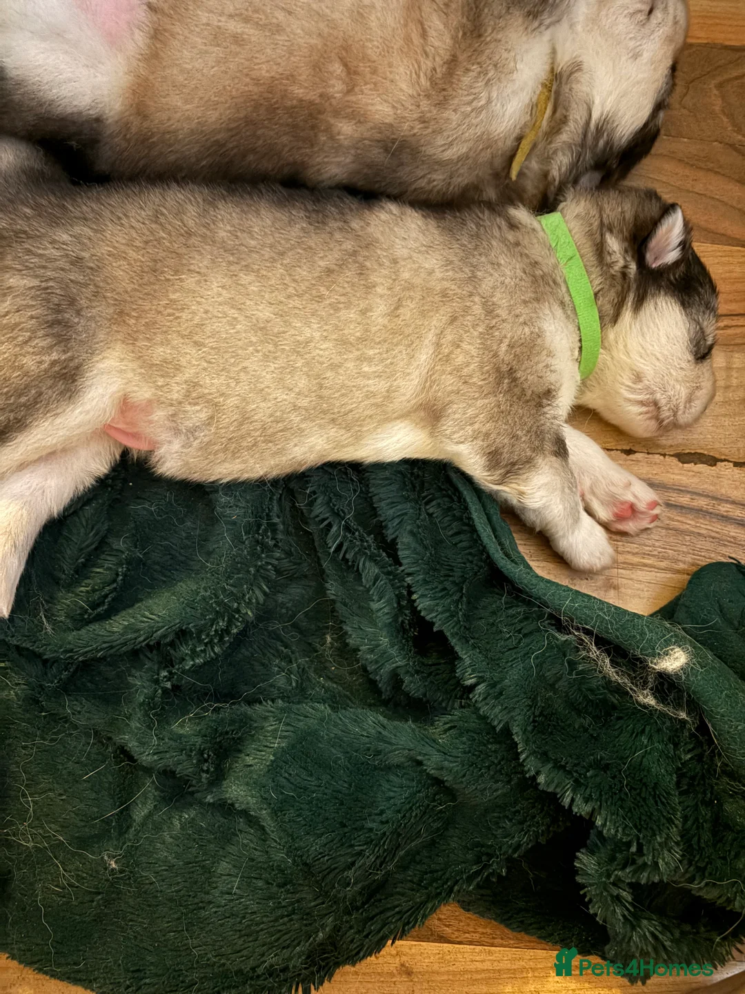 Alaskan Malamute dogs for sale: 2 boys and 1 girl  - Advert 5