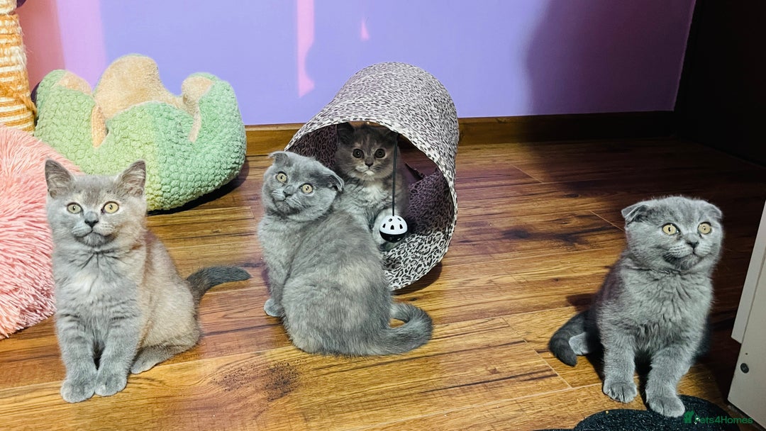 Scottish Fold cats for sale: Beautiful litter of Scottish fold  😍 - Image 9