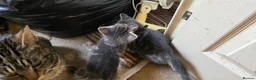 Mixed Breed cats for sale: Playful and sweet kittens  - Advert 13