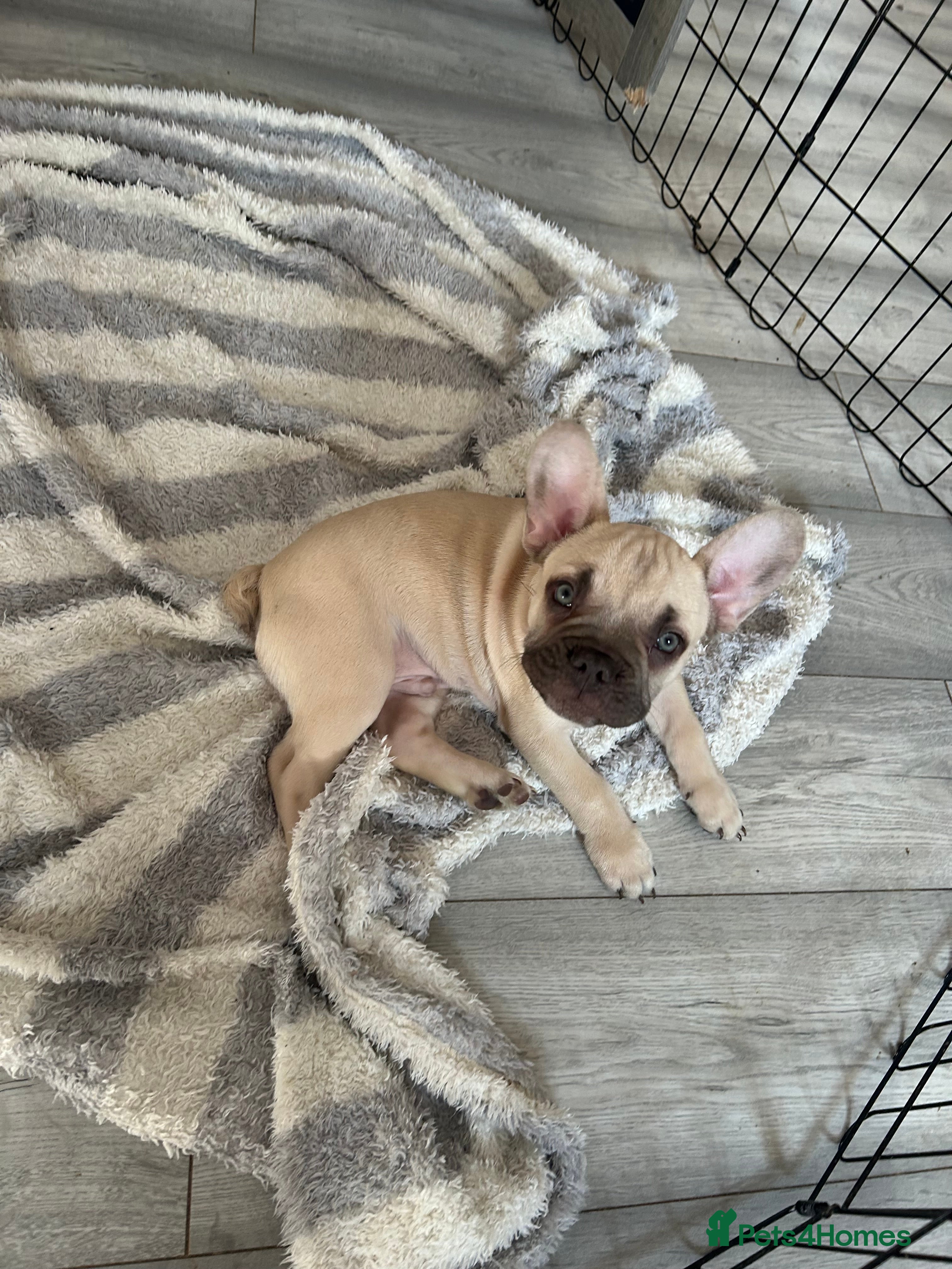 French Bulldog dogs 🐾READY TO GO🐾 - Advert 20