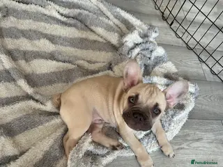 French Bulldog dogs 🐾READY TO GO🐾 - Advert 20